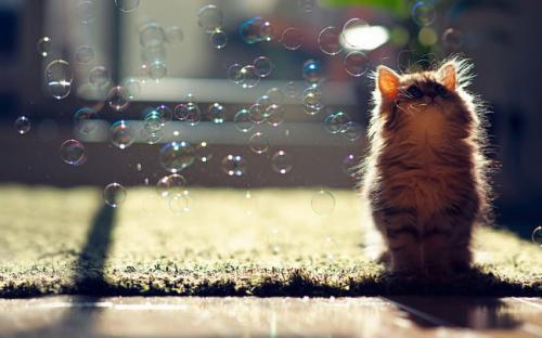 猪年学生祝福语大全简短