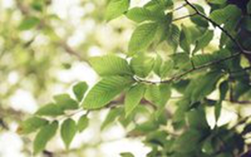 香蕉可以蒸吗(香蕉能否蒸呢) 香蕉可以蒸吗(香蕉能否蒸呢)