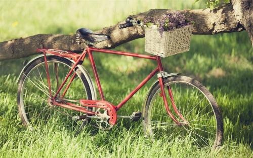 特别想念科比的句子