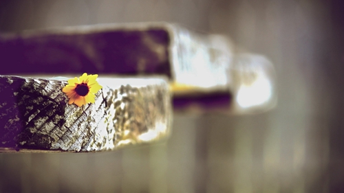 上级新婚祝福语简短文案