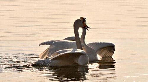 歌曲若是天涯dj版 歌曲若是天涯dj版