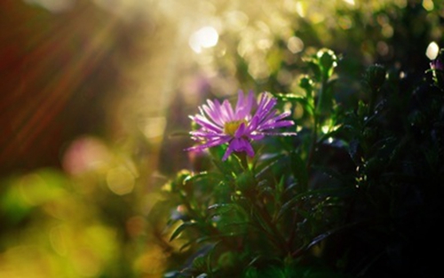 英语表达清明节